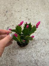 Load image into Gallery viewer, Schlumbergera truncata 2" - Holiday Cactus