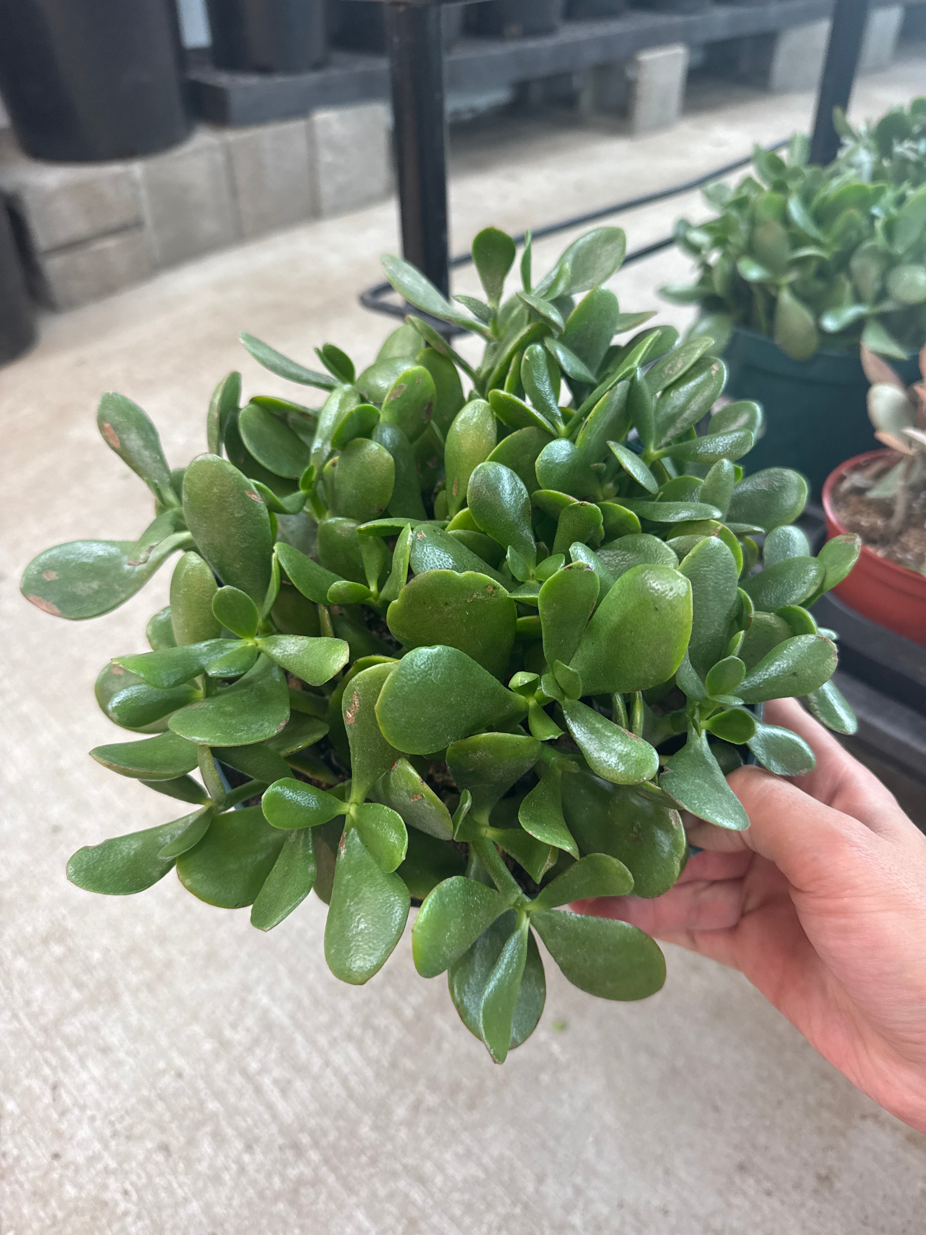 jade plant native Crassula ovata 8"