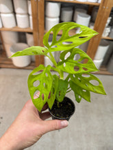 Load image into Gallery viewer, Monstera adansonii 'Neon Madonna' 2"