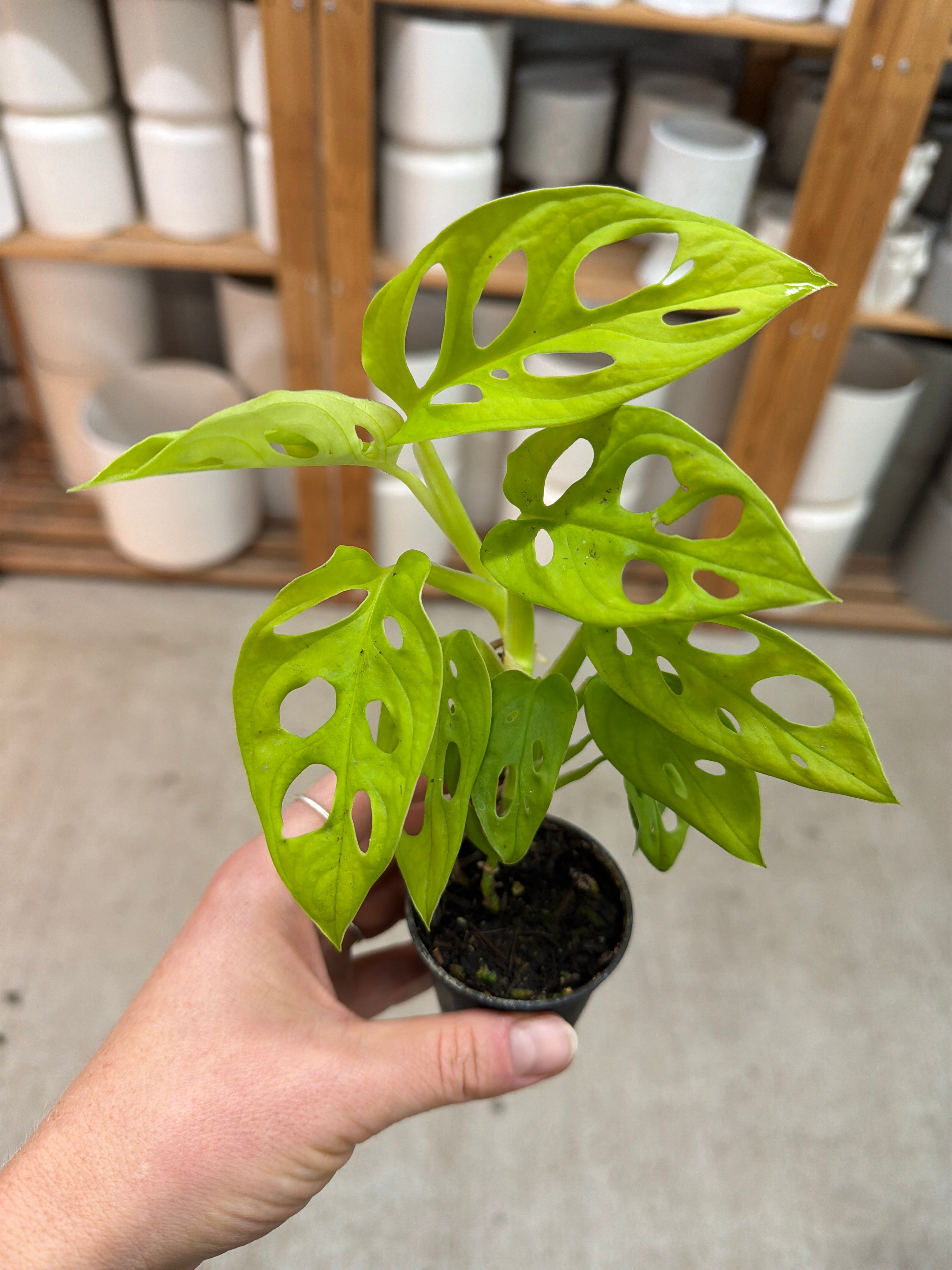 Monstera adansonii 'Neon Madonna' 2