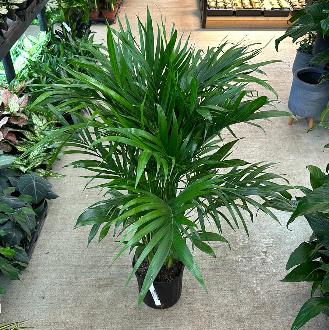 chamaedorea cataractarum cat palm Chamaedorea cataractarum 10"
