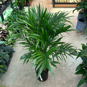 cat palm for sale Chamaedorea cataractarum 10"