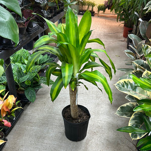 house plants mass cane Dracaena Massangeana Cane 10" – Kent East Hill Nursery