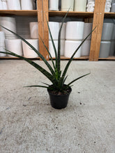 Load image into Gallery viewer, Sansevieria Mikado 6" - Snake Plant