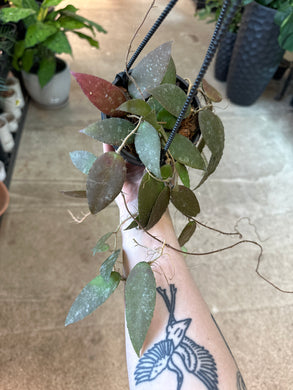 Hoya caudata 4