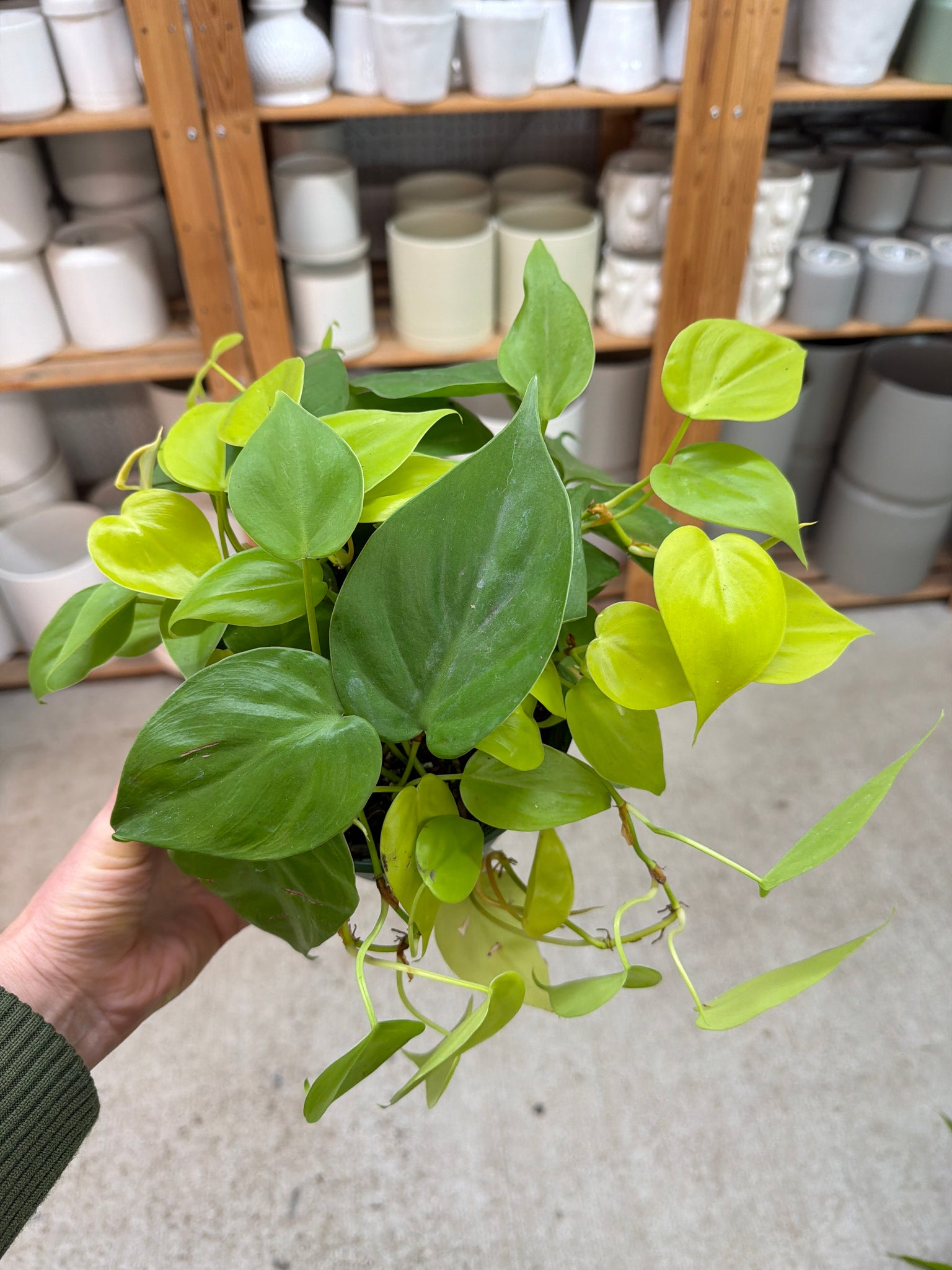 lemon heart leaf philodendron Philodendron heder. aureum 6"