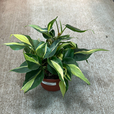 Philodendron 'Silver Stripe' 6