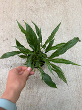 Load image into Gallery viewer, Spathiphyllum x 'Domino' 4" - Peace Lily