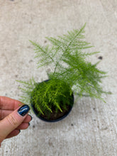 Load image into Gallery viewer, Asparagus setaceus 4&quot; - Plumosa Fern