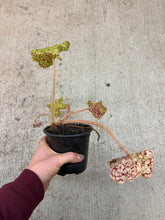 Load image into Gallery viewer, Begonia 'Dr. Block' 4"