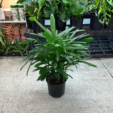 Rhapis Palm 10