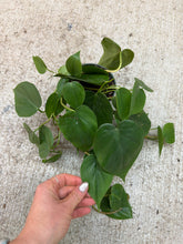 Load image into Gallery viewer, Philodendron Cordatum Green 4"