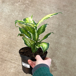 cool beauty dieffenbachia Dieffenbachia maculata 'Cool Beauty' 6"
