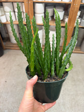 Load image into Gallery viewer, Orbea mutabilis 6"