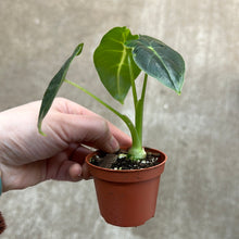 Load image into Gallery viewer, Alocasia Frydek 2&quot; - Elephant Ear