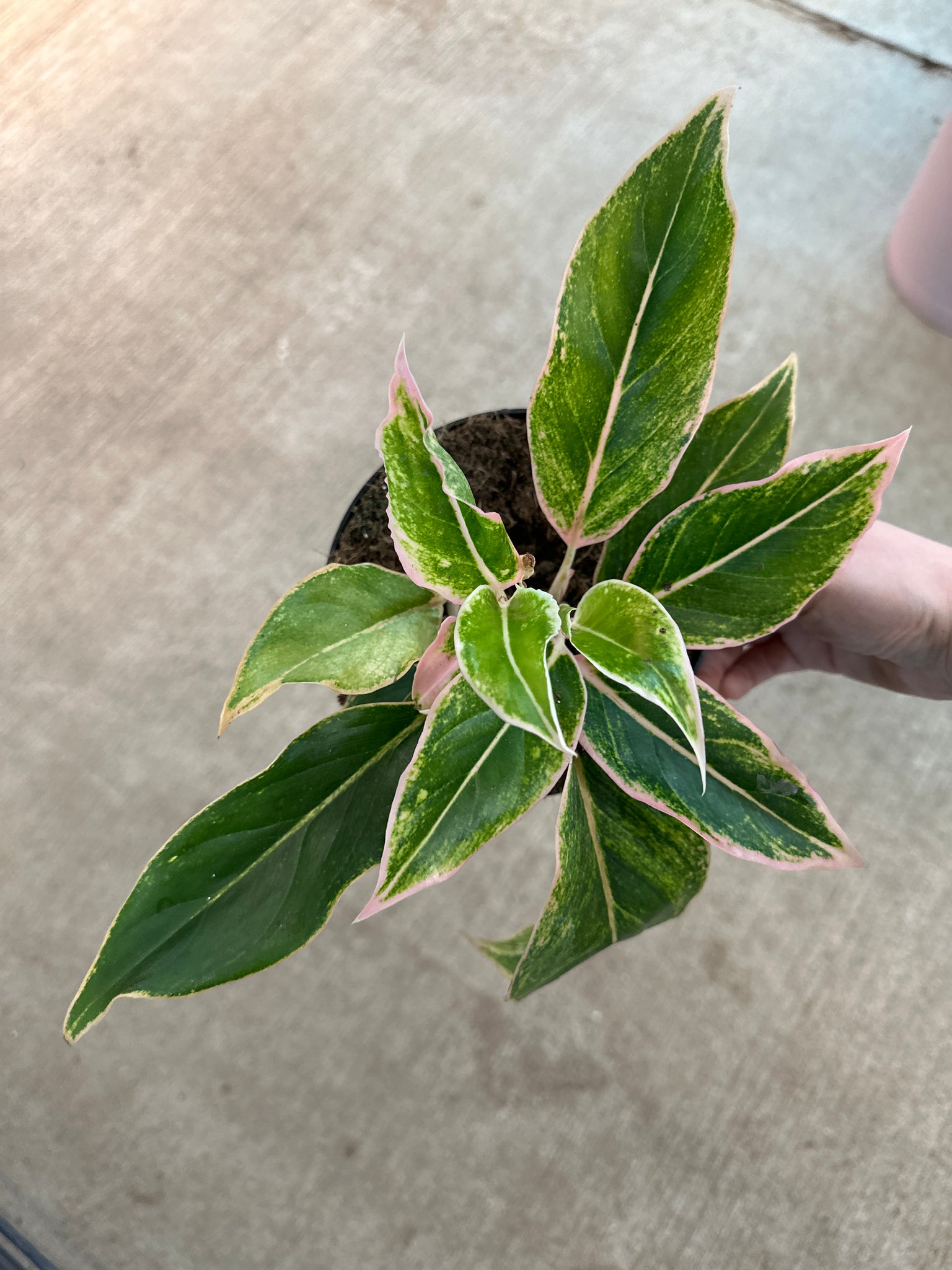 aglaonema siam pink Aglaonema Pink Siam 6" – Kent East Hill Nursery