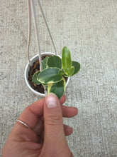 Load image into Gallery viewer, Hoya cumingiana albo variegata 2&quot; - Wax Plant