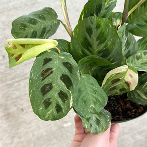 prayer plant kim Variegated Prayer Plant (Beauty Kim)