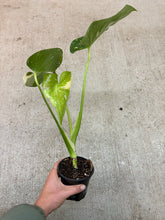 Load image into Gallery viewer, Monstera deliciosa Thai Constellation 4&quot;