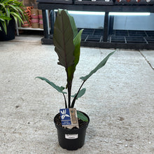 Load image into Gallery viewer, Alocasia &#39;Purple Sword&#39; 6&quot;