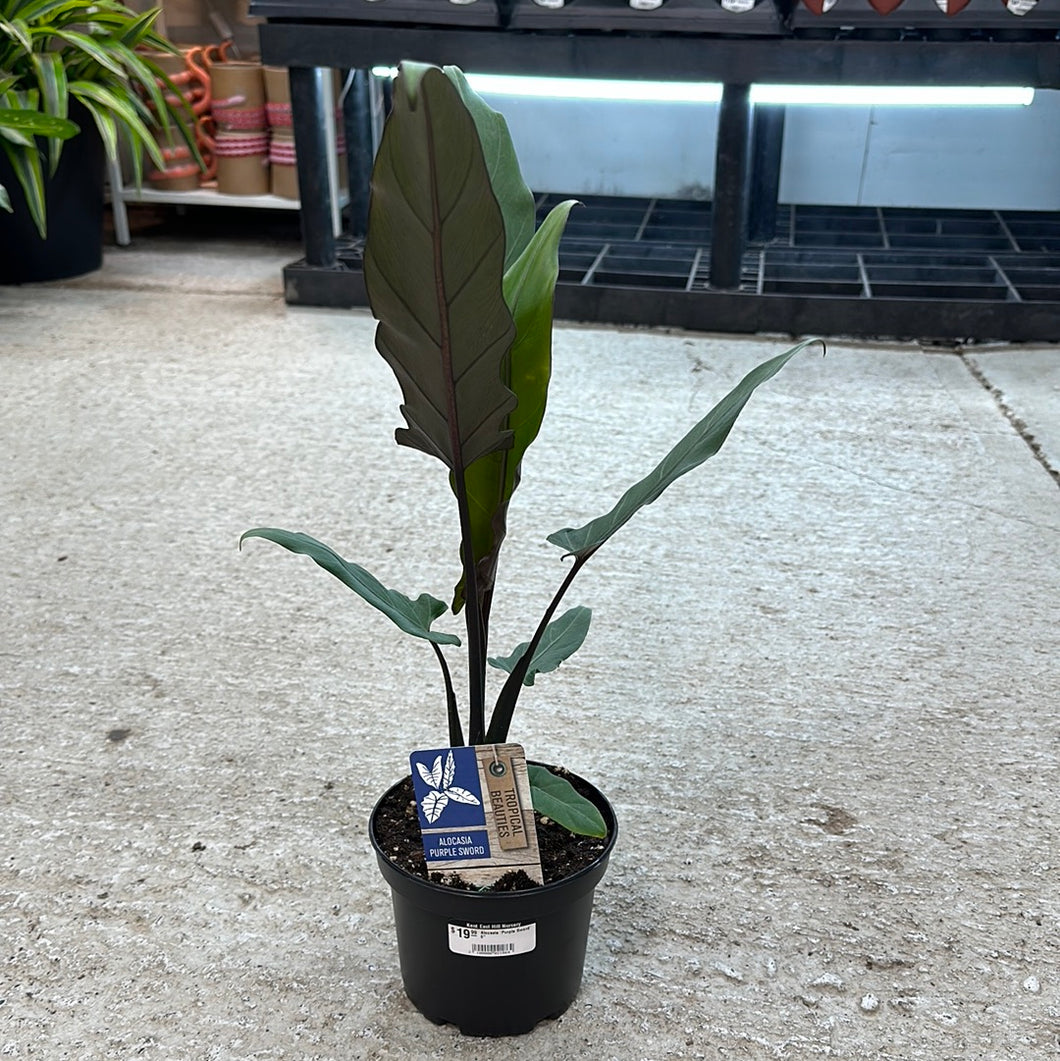 Alocasia 'Purple Sword' 6