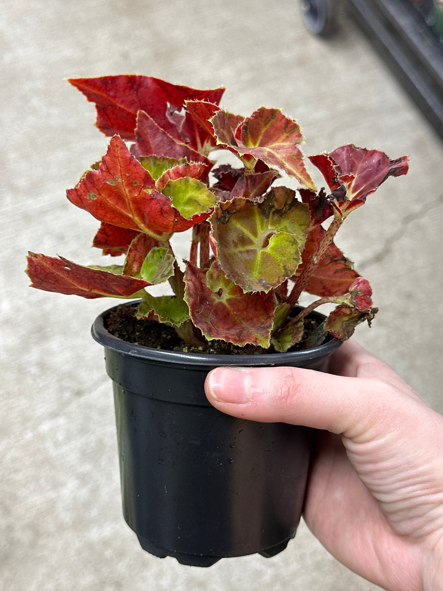 martha stewart potted plants Begonia Martha Stewart