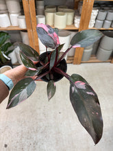 Load image into Gallery viewer, Philodendron 'Pink Princess' 4"