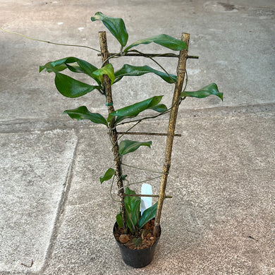 Hoya erythrina 4