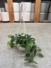 Load image into Gallery viewer, Scindapsus sp. 6" Hanging Basket - Satin Pothos