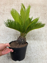 Load image into Gallery viewer, Cycas Revoluta 6" - Sago Palm