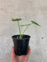 Load image into Gallery viewer, Alocasia baginda &#39;Dragon Scale&#39; Variegata Mint 4&quot;