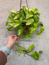 Load image into Gallery viewer, Epipremnum Sunshine Goddess 6" HB - Pothos