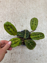 Load image into Gallery viewer, Maranta Red 4" - Red Prayer Plant