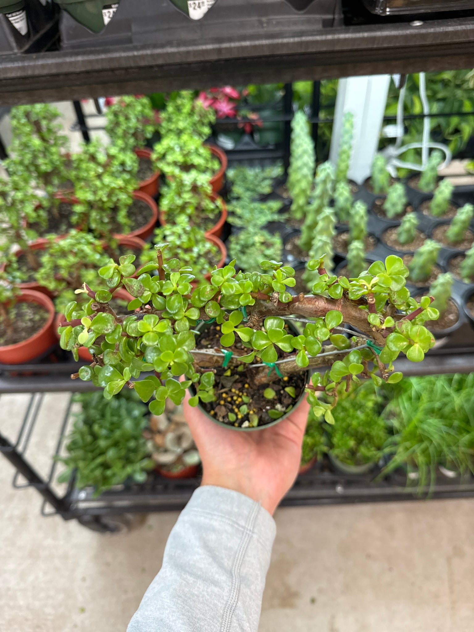 portulacaria afra & cvs Portulacaria afra sp. 4"