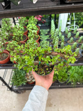 Load image into Gallery viewer, Portulacaria afra sp. 4&quot; - Heart Shape Elephant Bush