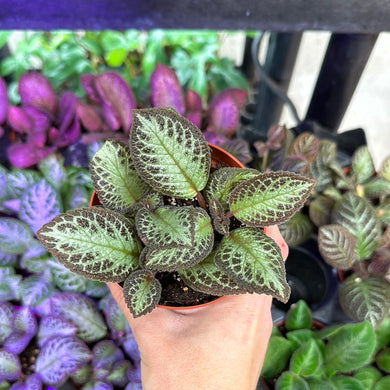 Episcia sp. 4