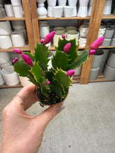 Load image into Gallery viewer, Schlumbergera truncata 2" - Holiday Cactus