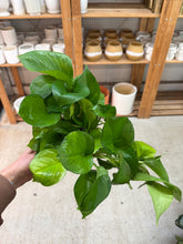 Load image into Gallery viewer, Epipremnum aureum 'Lemon Top' 6" - Pothos