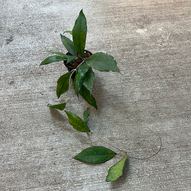 Hoya finlaysonii 'Big Leaves' 4