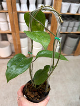 Load image into Gallery viewer, Hoya glabra Schlechter 4" - Wax Plant