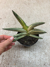 Load image into Gallery viewer, Sansevieria Starfish Variegata 4"- Snake Plant