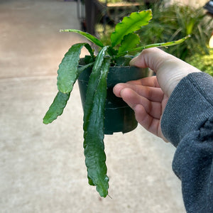 Epiphyllum anguliger 4" - Fishbone Cactus