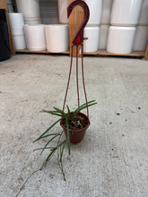 Load image into Gallery viewer, Hoya insularis 4" - Wax Plant
