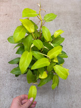 Load image into Gallery viewer, Philodenron Lemon Lime 8"