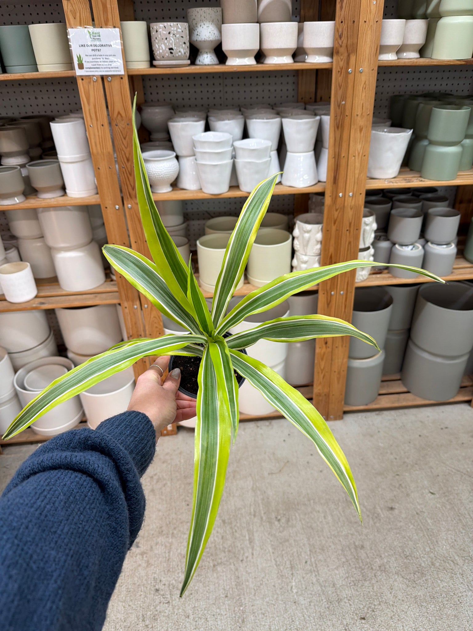 dracaena 4 Dracaena 'Lemon Lime' 4" – Kent East Hill Nursery
