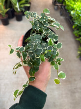 Load image into Gallery viewer, Ficus pumila 'Variegata' 4" - Creeping Fig