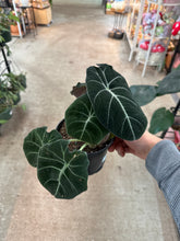 Load image into Gallery viewer, Alocasia &#39;Black Velvet&#39; 6&quot;