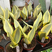 Load image into Gallery viewer, Sansevieria Ghost 4&quot; - Snake Plant