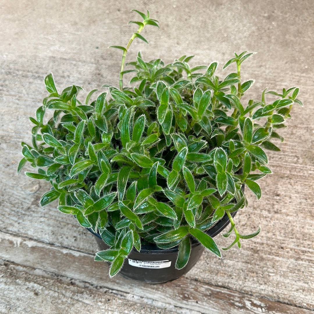 kitten ear succulent Tradescantia Kitten Ears 8"