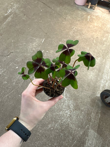 Oxalis tetraphylla 'Iron Cross' 2" - Shamrock